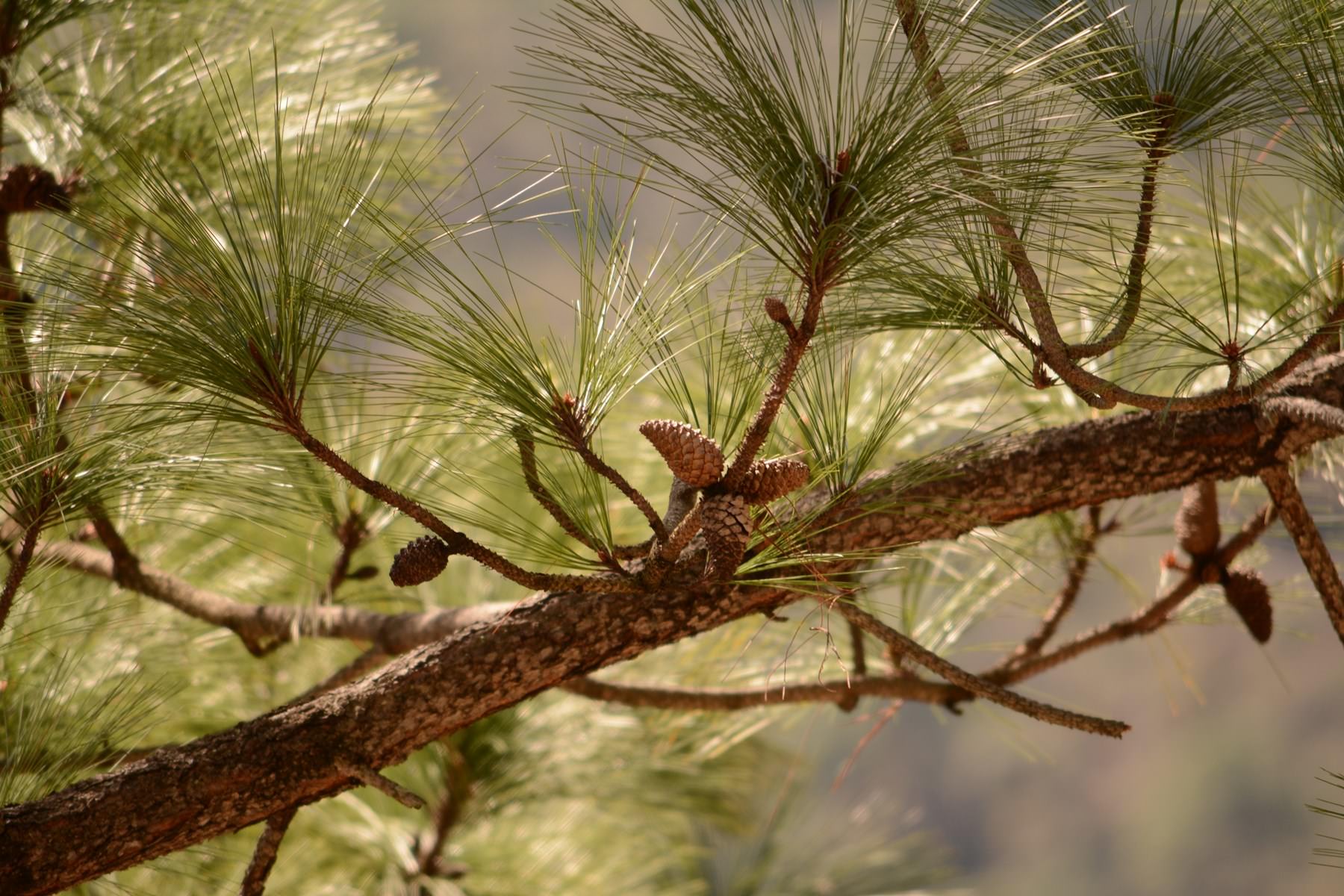 Pinus greggii